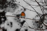 Rødstrupe (Erithacus rubecula)