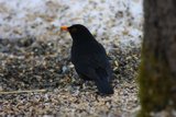 Svarttrost (Turdus merula)