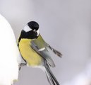 Kjøttmeis (Parus major)