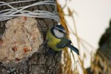 Blåmeis (Cyanistes caeruleus)