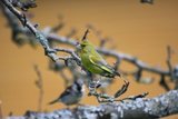 Grønnfink (Carduelis chloris)