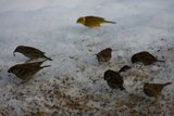 Gråspurv (Passer domesticus)