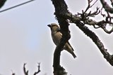 Kjernebiter (Coccothraustes coccothraustes)