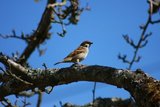 Pilfink (Passer montanus)