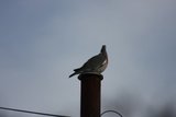 Ringdue (Columba palumbus)