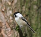 Svartmeis (Periparus ater)