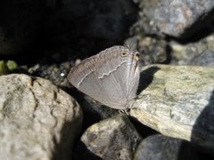 Eikestjertvinge (Favonius quercus)