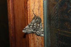 Brindled Beauty (Lycia hirtaria)