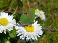 Grønnstjertvinge (Callophrys rubi)