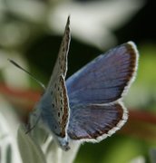Silver-studded Blue (Plebejus argus)