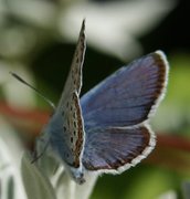 Argusblåvinge (Plebejus argus)