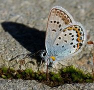 Silver-studded Blue (Plebejus argus)