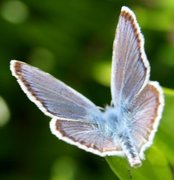 Argusblåvinge (Plebejus argus)