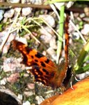 Hvit c (Polygonia c-album)