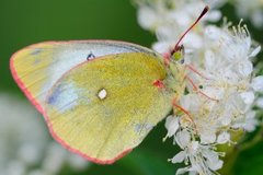 Moorland Clouded Yellow (Colias palaeno)