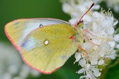 Myrgulvinge (Colias palaeno)