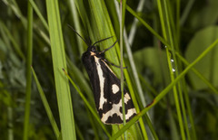 Wood Tiger (Parasemia plantaginis)