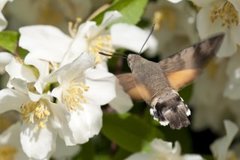 Hummingbird Hawk-moth (Macroglossum stellatarum)