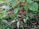 Bringebær (Rubus idaeus)