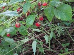 Bringebær (Rubus idaeus)