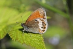 Pearly Heath (Coenonympha arcania)