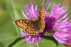 Marimjellerutevinge (Melitaea athalia)