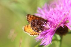 Heath Fritillary (Melitaea athalia)