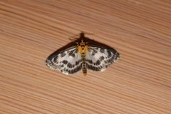 Small Magpie (Anania hortulata)
