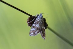 Flekkdammott (Elophila nymphaeata)