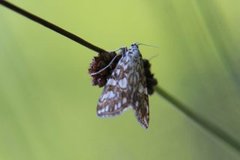 Brown China-mark (Elophila nymphaeata)