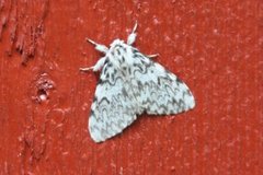 Black Arches (Lymantria monacha)