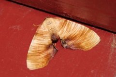 Scorched Wing (Plagodis dolabraria)
