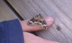 Water Carpet (Lampropteryx suffumata)