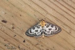Small Magpie (Anania hortulata)