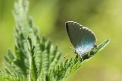 Green-underside Blue (Glaucopsyche alexis)