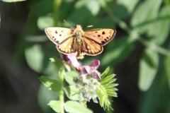 Northern Chequered Skipper (Carterocephalus silvicola)