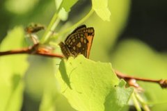 Northern Chequered Skipper (Carterocephalus silvicola)