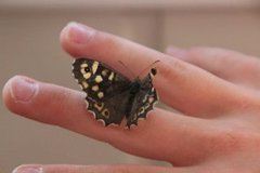 Speckled Wood (Pararge aegeria)