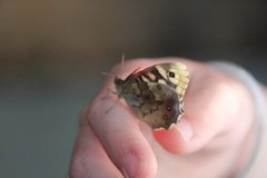 Speckled Wood (Pararge aegeria)
