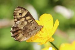 Speckled Wood (Pararge aegeria)