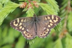 Speckled Wood (Pararge aegeria)