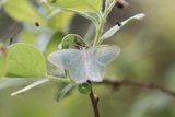Blåbærbladmåler (Jodis putata)