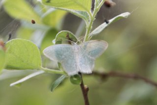 Blåbærbladmåler (Jodis putata)