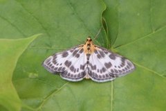 Small Magpie (Anania hortulata)