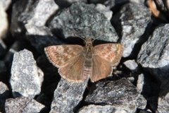 Dingy Skipper (Erynnis tages)