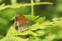 Pearly Heath (Coenonympha arcania)