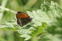 Pearly Heath (Coenonympha arcania)