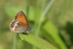 Pearly Heath (Coenonympha arcania)
