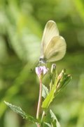 Skoghvitvinge (Leptidea sinapis)