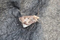 Heart and Dart (Agrotis exclamationis)